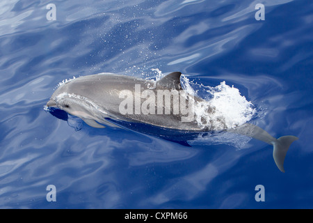 Lagenodelphis hosei, Fraser`s Dolphin, Sarawak Dolphin, Borneo-Delfin, wild, Maldives Stock Photo